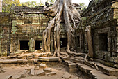 12th - 13th Century Khmer Temple at Ta Prohm, Angkor, Cambodia