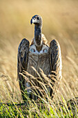 Porträt eines afrikanischen Weißrückengeiers (Gyps africanus) im Gegenlicht, im Gras stehend; Tansania.