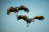 Zwei Graukronenkraniche (Balearica Regulorum) fliegen gegen den blauen Himmel und reflektieren das goldene Sonnenlicht; Tansania.