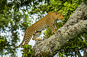African leopard (Panthera pardus) walking up tree branch while looking forward; Kenya
