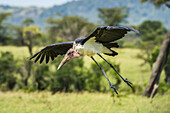 Marabu-Storch (Leptoptilos crumenifer) bei der Landung auf dem Savannengrasland; Tansania.