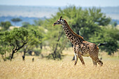 Masai-Giraffe (Giraffa camelopardalis tippelskirchii), die an einem sonnigen Tag durch langes Gras in der Savanne läuft; Tansania.