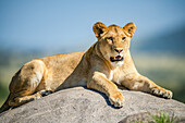 Löwin (Panthera leo) auf einem Felsen im strahlenden Sonnenschein liegend; Tansania.