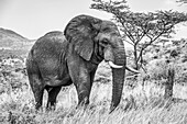 Schwarz-Weiß-Aufnahme eines afrikanischen Buschelefanten (Loxodonta africana) beim Spaziergang in der Savanne; Tansania.