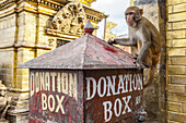 Makaken-Affe (Macaca) sitzt auf einer Spendenbox und isst ein Stück Obst im Swayambhunath-Affentempel, an einem sonnigen Nachmittag im Herbst; Kathmandu, Nepal