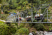 Dzo (Bos grunniens × Bos primigenius) or yaks (Bos grunniens) making their way across a suspended footbridge carrying a heavy load; Nepal