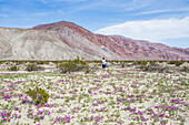 Ein Paar erkundet die Superblüte der blühenden Wüste im Anza-Borrego Desert Park; Borrego Springs, Kalifornien, Vereinigte Staaten von Amerika.