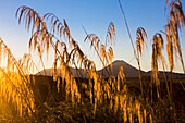 Sonnenuntergang, der sich im hohen Gras im Tongariro-Nationalpark spiegelt, mit dem vulkanischen Mount Doom (Mount Ngauruhoe) im Hintergrund; Manawatu-Wanganui, Neuseeland.