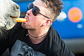 Close-up of a man feeding a horse a carrot from his mouth. Horses can be found roaming freely around the New Forest Park in England; Holmsley, England, United Kingdom