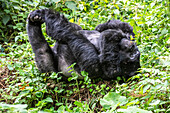 Männlicher Silberrücken-Berggorilla (Gorilla beringei beringei) namens Mishaya räkelt sich auf seinem Rücken im Bwindi Impenetrable National Park; Buhoma, Uganda