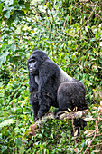 Portrait of Silverback male Mountain Gorilla (Gorilla beringei beringei) named Kahungye sitting on tree branch in Bwindi Impenetrable National Park; Buhoma, Uganda