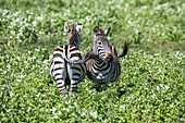 Ein Paar Zebras (Equus quagga) steht nebeneinander und benutzt seine Schwänze, um sich gegenseitig die Fliegen vom Leib zu halten, in Ndutu im Ngorongoro-Schutzgebiet; Tansania.
