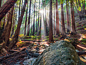 Licht, das durch die Redwoods entlang der Big-Sur-Küste in Kalifornien fällt; Kalifornien, Vereinigte Staaten von Amerika