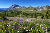 Blühende Wiese und die kanadischen Rocky Mountains am Egypt Lake im Banff National Park; Alberta, Kanada.