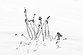 Sun shining on grassy weeds sticking up out of the snow creating shadows