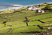 Luftaufnahme von landwirtschaftlichen Gebäuden und grasbewachsenem Ackerland, das durch Steinmauern entlang des Küstengebirges getrennt ist; Terceira, Azoren.