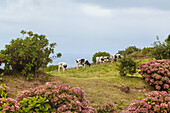 Holsteinkühe (Bos taurus taurus) grasen auf einem Feld neben blühenden Büschen; Insel Sao Miguel, Azoren
