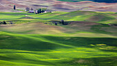 Sonnenbeschienene sanfte Hügel mit grünen Getreidefeldern und Farmgebäuden; Palouse, Washington, Vereinigte Staaten von Amerika.