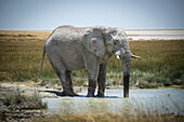 Afrikanischer Buschelefant (Loxodonta africana) trinkt aus einem grasbewachsenen Wasserloch in der Savanne des Etosha-Nationalparks; Otavi, Oshikoto, Namibia.