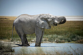 African bush elephant (Loxodonta africana) drinking from grassy waterhole with its trunk curled into its mouth on the savanna in Etosha National Park; Otavi, Oshikoto, Namibia