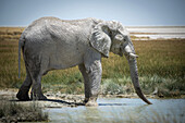 Afrikanischer Buschelefant (Loxodonta africana) trinkt aus einem grasbewachsenen Wasserloch in der Savanne des Etoscha-Nationalparks; Otavi, Oshikoto, Namibia.
