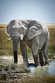 African bush elephant (Loxodonta africana) wading through the mud and drinking from grassy waterhole on the savanna in Etosha National Park looking at camera; Otavi, Oshikoto, Namibia