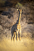 Young Southern giraffe (Giraffa camelopardalis angolensis) looking at camera and standing in golden long grass in a field on the savanna at the Gabus Game Ranch; Otavi, Otjozondjupa, Namibia