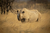 Black rhinoceros (Diceros bicornis) looking at camera and standing in a field of golden long grass on the savanna in Etosh National Park; Otavi, Oshikoto, Namibia