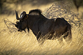 Profile of black wildebeest (Connochaetes gnou) standing in the golden long grass grazing in the savanna at the Gabus Game Ranch; Otavi, Otjozondjupa, Namibia