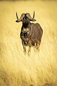 Streifengnu (Connochaetes gnou), stehend im goldenen langen Gras der Savanne, mampfend und in die Kamera schauend auf der Gabus Game Ranch; Otavi, Otjozondjupa, Namibia.