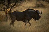 Profile of black wildebeest (Connochaetes gnou) walking through the long grass in the savanna at dawn at the Gabus Game Ranch; Otavi, Otjozondjupa, Namibia