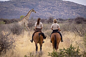 Blick von hinten auf zwei Frauen auf Pferden, die einer Südlichen Giraffe (Giraffa camelopardalis angolensis) durch den Busch auf der Gabus Game Ranch folgen; Otavi, Otjozondjupa, Namibia.