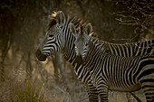 Adult Hartmann's mountain zebra (Equus zebra hartmannae) standing in the shade looking forward while foal is looking at the camera at the Gabus Game Ranch at sunrise; Otavi, Otjozondjupa, Namibia