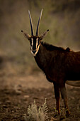 Porträt einer männlichen Rappenantilope (Hippotragus niger), die in einem Feld steht und intensiv in die Kamera schaut, auf der Gabus Game Ranch bei Sonnenuntergang; Otavi, Otjozondjupa, Namibia.