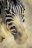 Close-up portrait of a plains zebra (Equus quagga - formerly Equus burchellii) eyeing the camera through the bushes in the Etosha National Park; Otavi, Oshikoto, Namibia
