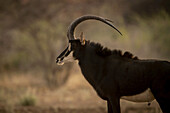 Portrait of male sable antelope (Hippotragus niger) standing in profile at the Gabus Game Ranch at sunset; Otavi, Otjozondjupa, Namibia