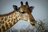 Nahaufnahme einer Südlichen Giraffe (Giraffa camelopardalis angolensis), die in der Savanne vor einem blauen Himmel an belaubtem Dornengestrüpp frisst und in die Kamera schaut, auf der Gabus Game Ranch; Otavi, Otjozondjupa, Namibia.