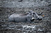 Nahaufnahme eines Warzenschweins (Phacochoerus africanus) auf dem Bauch liegend im Schlamm an einem Wasserloch neben einem Schmetterling auf der Gabus Game Ranch; Otavi, Otjozondjupa, Namibia.