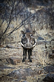 Portrait of a common warthog (Phacochoerus africanus) standing in the bush among rocks and looking at the camera at the Gabus Game Ranch; Otavi, Otjozondjupa, Namibia