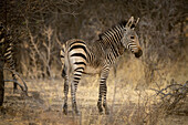 Hartmanns Bergzebrafohlen (Equus zebra hartmannae) schaut in die Kamera, während es im Schatten der Gabus Game Ranch bei Sonnenaufgang steht; Otavi, Otjozondjupa, Namibia.