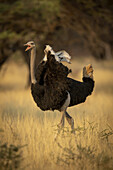 Portrait of a male, common ostrich (Struthio camelus) squawking as it runs  through the long grass past trees at the Gabus Game Ranch; Otavi, Otjozondjupa, Namibia