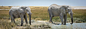 Panorama von zwei afrikanischen Buschelefanten (Loxodonta africana) beim Trinken am Wasserloch im Etosha-Nationalpark; Otavi, Oshikoto, Namibia.