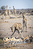 Südliche Giraffe (Giraffa camelopardalis angolensis), die sich mit gespreizten Beinen nach unten beugt, um aus einem Wasserloch neben einer Gruppe kleiner Antilopen zu trinken, während andere südliche Giraffen im Hintergrund im Etosha-Nationalpark davonlaufen; Otavi, Oshikoto, Namibia.
