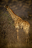 Porträt einer Südlichen Giraffe (Giraffa camelopardalis angolensis), die in der Morgendämmerung in der Gabus Game Ranch hinter Büschen im Savannenwald steht und in die Kamera schaut; Otavi, Otjozondjupa, Namibia.
