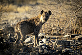 Spotted hyena (Crocuta crocuta) running across the grassland in the sunshine at the Etosha National Park; Otavi, Oshikoto, Namibia