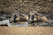 Two common warthogs (Phacochoerus africanus) lying in a muddy waterhole on the stony ground on the savanna at the Gabus Game Ranch; Otavi, Otjozondjupa, Namibia