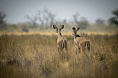 Blick von hinten auf zwei weibliche Große Kudus (Tragelaphus strepsiceros), die im langen Gras stehen und in den Busch der Savanne im Etosha-Nationalpark schauen; Otavi, Oshikoto, Namibia.