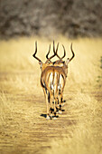 Blick von hinten auf zwei männliche Impalas (Aepyceros melampus), die auf der Gabus Game Ranch einen Grasweg entlang in das lange Gras der Savanne laufen; Otavi, Otjozondjupa, Namibia.