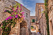 Blühende Weinreben klettern an den alten Steinmauern entlang einer engen Gasse in der malerischen Inselstadt; Stari Grad, Hvar, Kroatien
