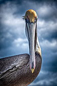 Stylized Portrait of a Brown Pelican (Pelecanus occidentalis) looking intensely at the camera; St Augustine Beach, Florida, United States of America
